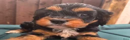 Cavapoo dogs for sale: F1 CAVAPOO PUPPIES - Advert 13