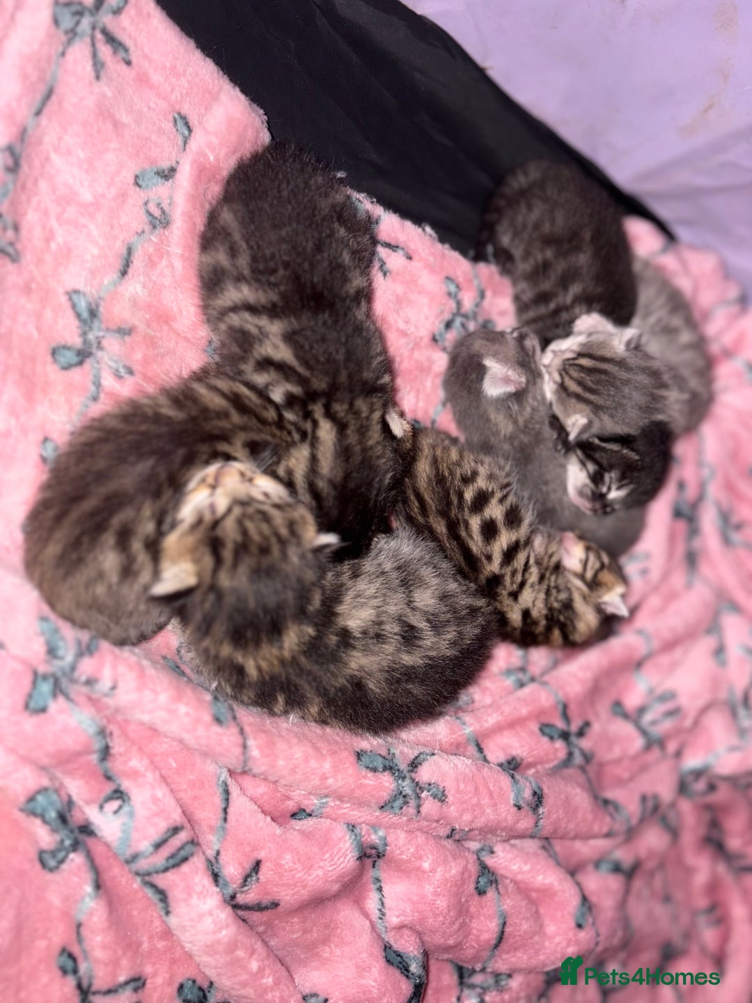 Bengal cats for sale: Russian Blue Bengal Kittens - Image 15