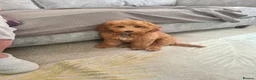 Cockapoo dogs for sale: Cockapoo For rehome in Great Yarmouth - Advert 2