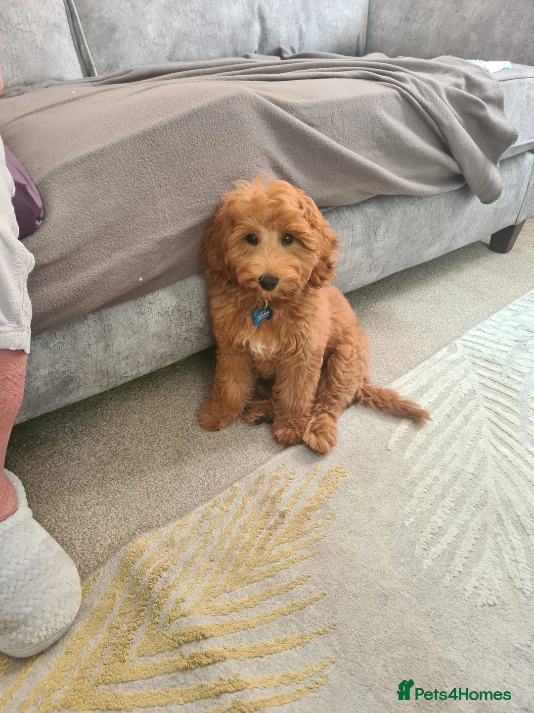 Cockapoo dogs for sale: Cockapoo For rehome in Great Yarmouth - Advert 2