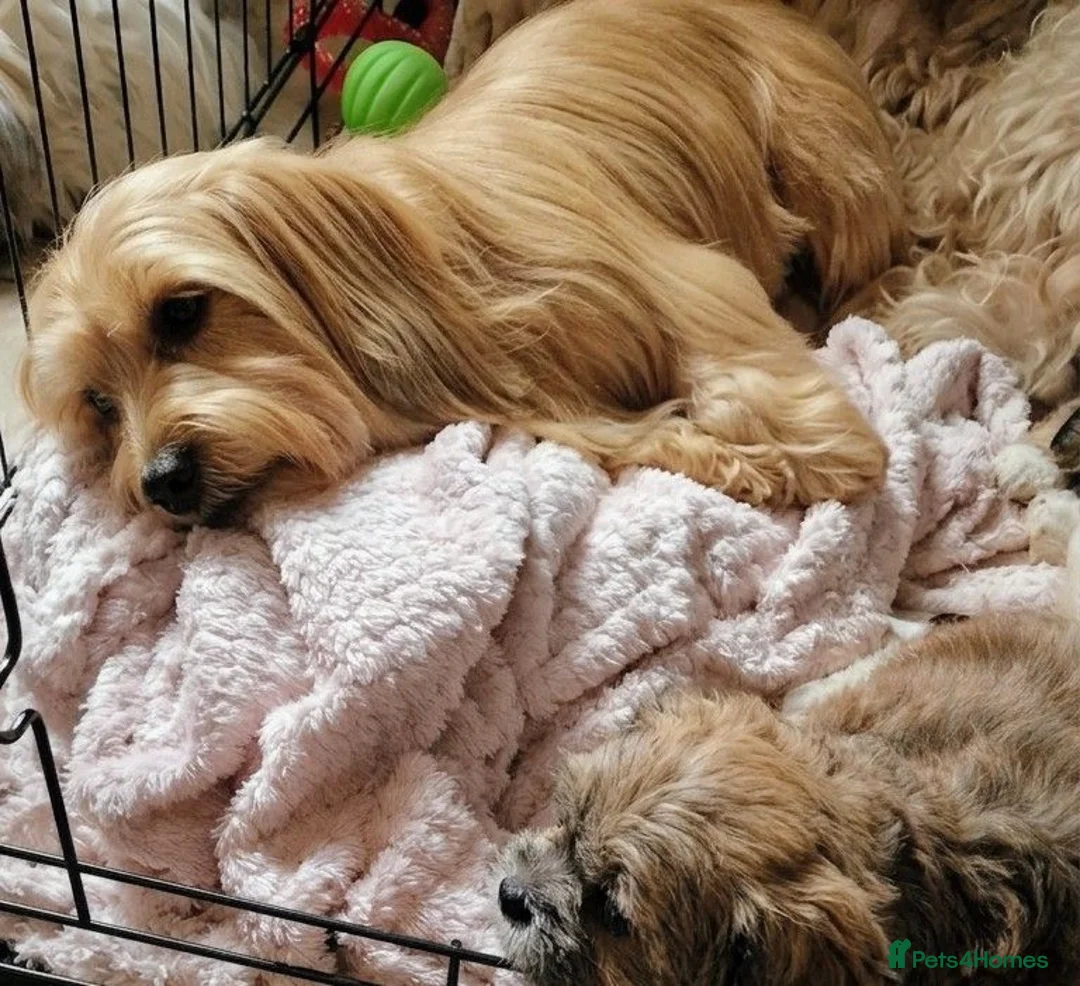 Havanese dogs for sale: Adorable puppy  - Advert 7