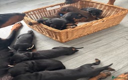 Dobermann dogs for sale: Doberman pups - Image 2