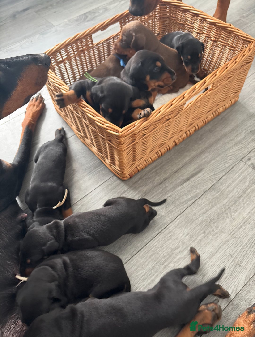 Dobermann dogs for sale: Doberman pups - Image 2