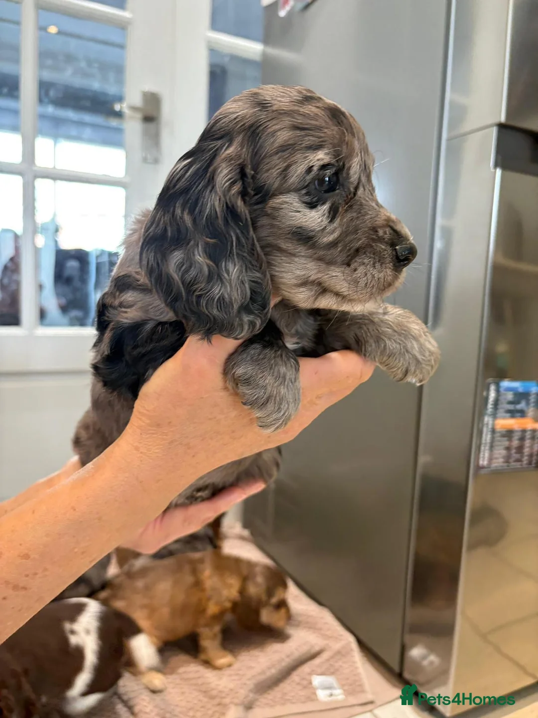 Cocker Spaniel dogs for sale: 100% Pedigree full show type DNA health tested  in Worksop - Advert 5