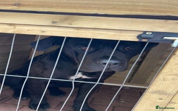 Cane Corso dogs for sale: Cane corso for sale - Image 5