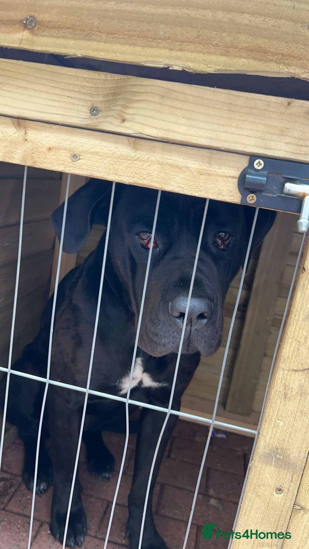 Cane Corso dogs for sale: Cane corso for sale - Image 5