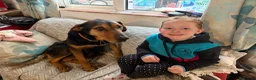 Huntaway dogs for sale: Huntaway puppies in Machynlleth - Advert 5