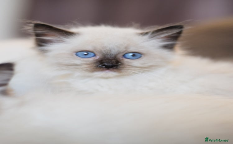 Ragdoll cats - Advert 11