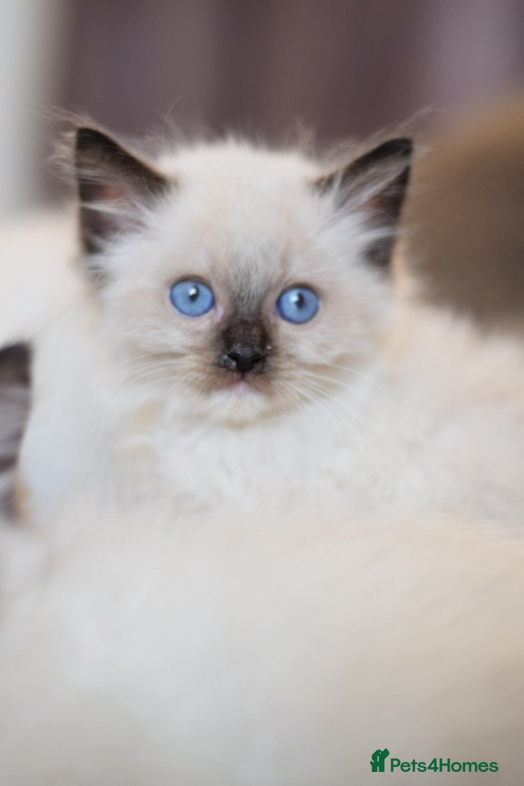 Ragdoll cats for sale:  ragdoll last boy left  - Image 1