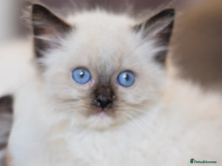 Ragdoll cats - Advert 14