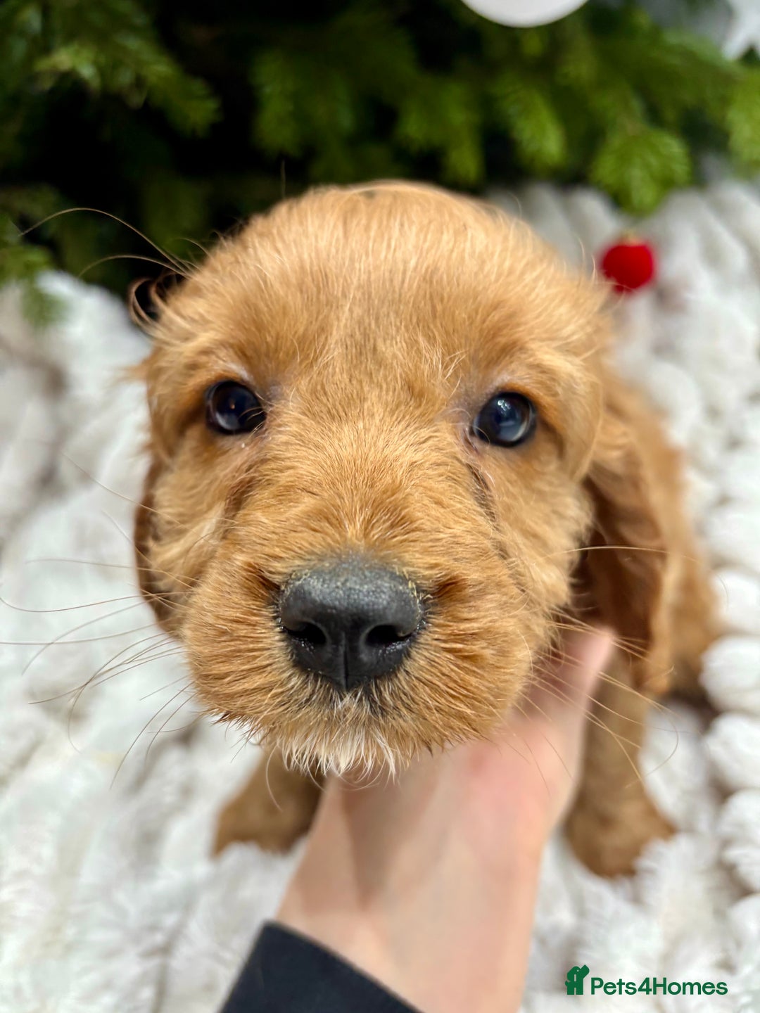 Cavapoo dogs for sale: Gorgeous F1 Cavapoo pups, health tested 🐾 - Advert 2