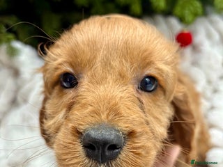 Cavapoo dogs Gorgeous F1 Cavapoo pups, health tested 🐾 - Advert 12