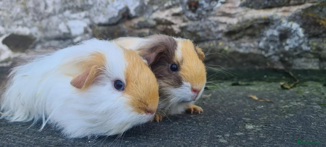 Rat rodents for sale: male guinea pigs (shelties, fuzzy and smooth)  - Advert 1