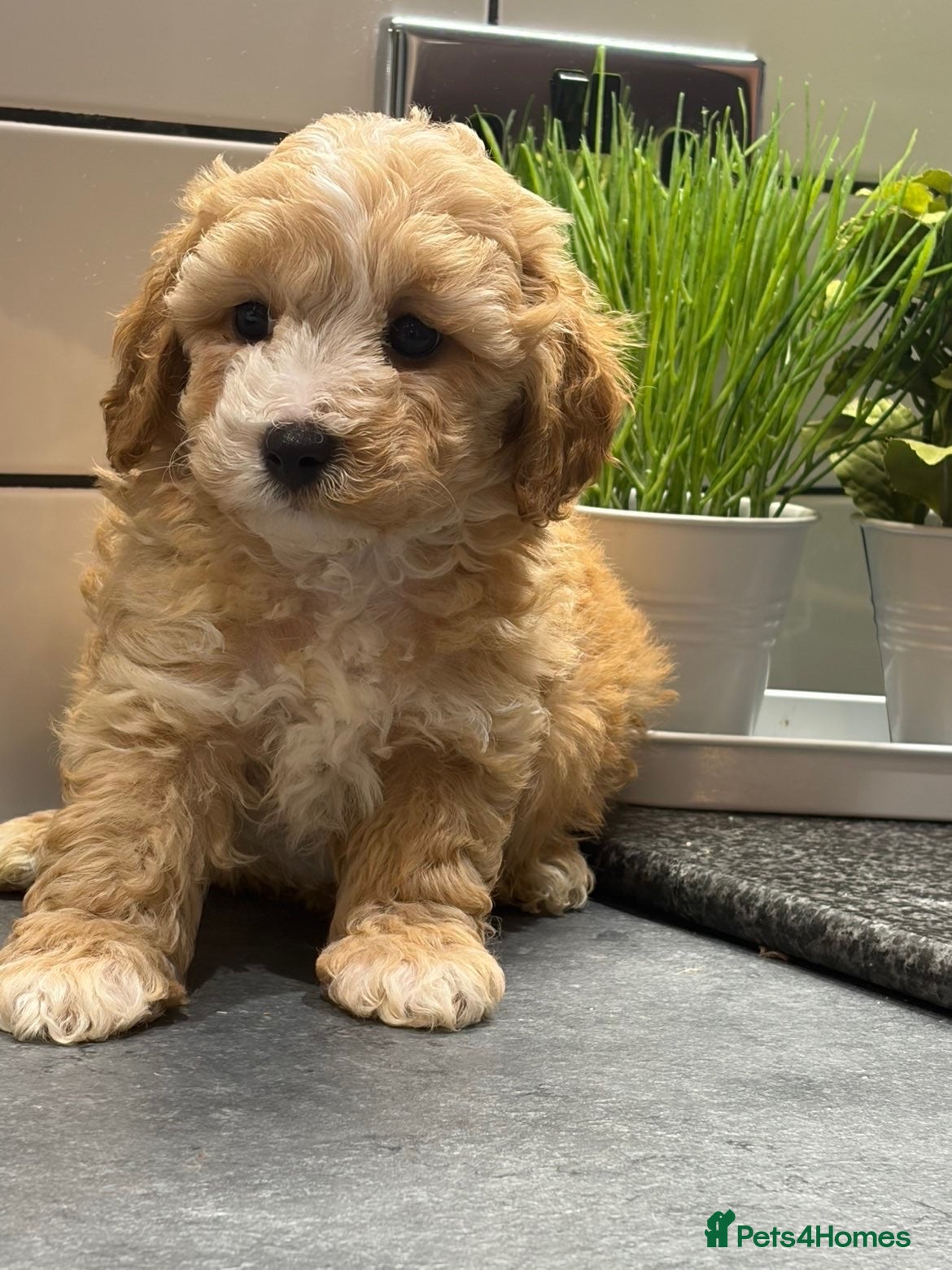 Cavapoo dogs Cavapoo males and female  - Advert 1