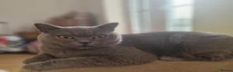 British Shorthair cats for sale: Beautiful 3yo Blue British Shorthair Girl - Advert 8