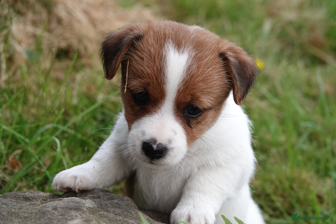 Jack Russell dogs for sale: KC Registered JR puppies  - Image 6