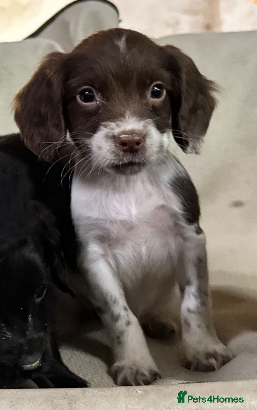 Sprocker dogs for sale: 7 Sprocker puppies  - Advert 4