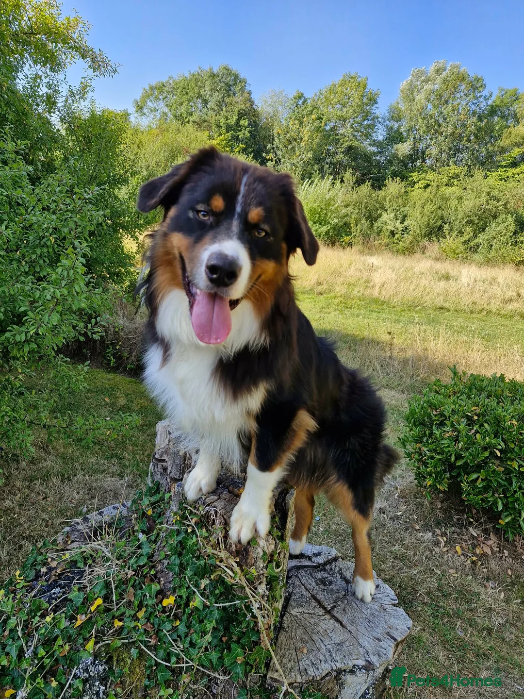 Australian Shepherd dogs for sale: Australian Shepherd Male - Advert 6