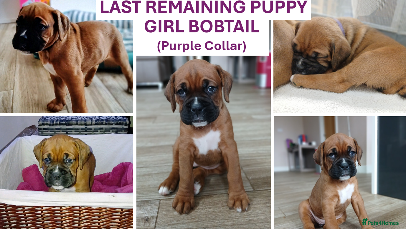 Boxer dogs KC Reg Boxer Pups (bob&long tail) ready 22 Jan - Advert 1