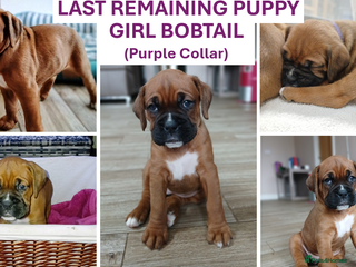 Boxer dogs KC Reg Boxer Pup-Bobtail Girl Last 1. Ready 22 Jan - Advert 5