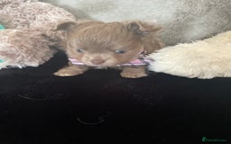 Chihuahua dogs for sale: Fluffy Chihuahua boys - Image 2