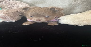 Chihuahua dogs - Advert 3