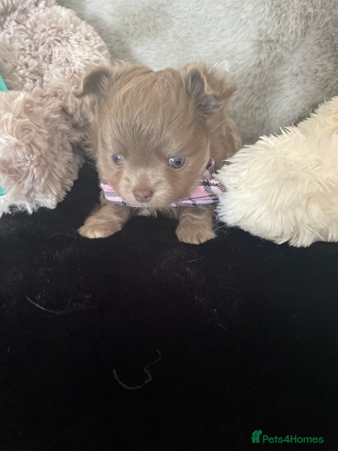 Chihuahua dogs for sale: Fluffy Chihuahua boys - Image 2