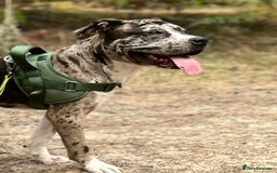 Mixed Breed dogs for sale: Catahoula leopard dog x Staffordshire Bull terrier - Image 1