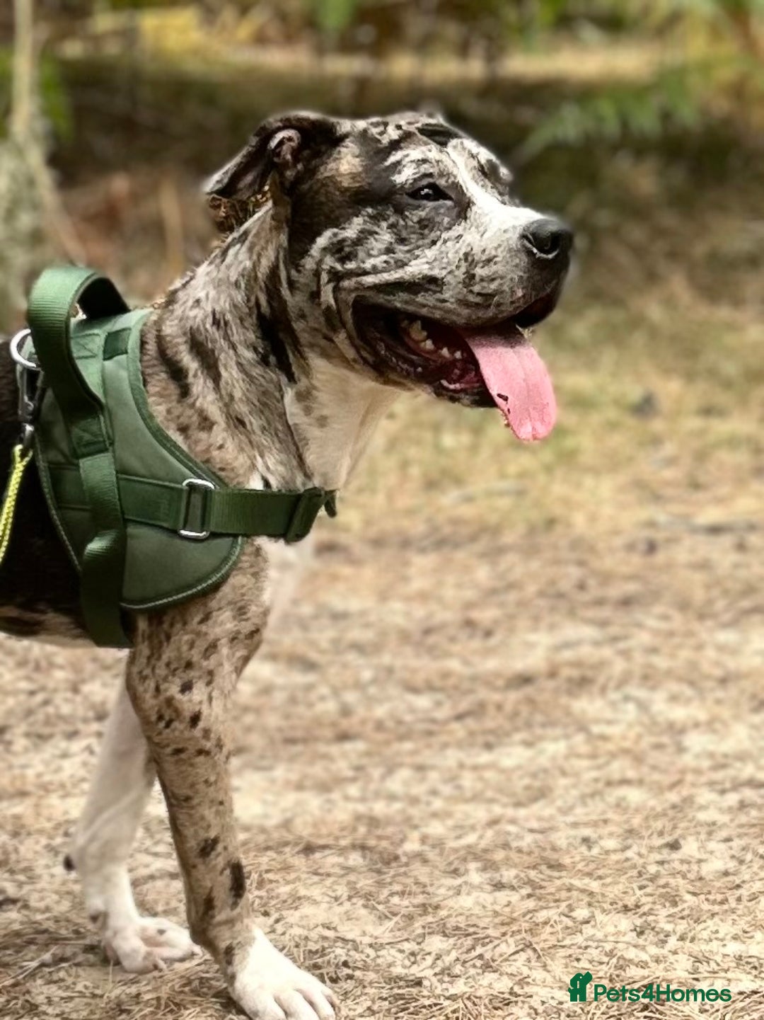 Mixed Breed dogs for sale: Catahoula leopard dog x Staffordshire Bull terrier - Image 1