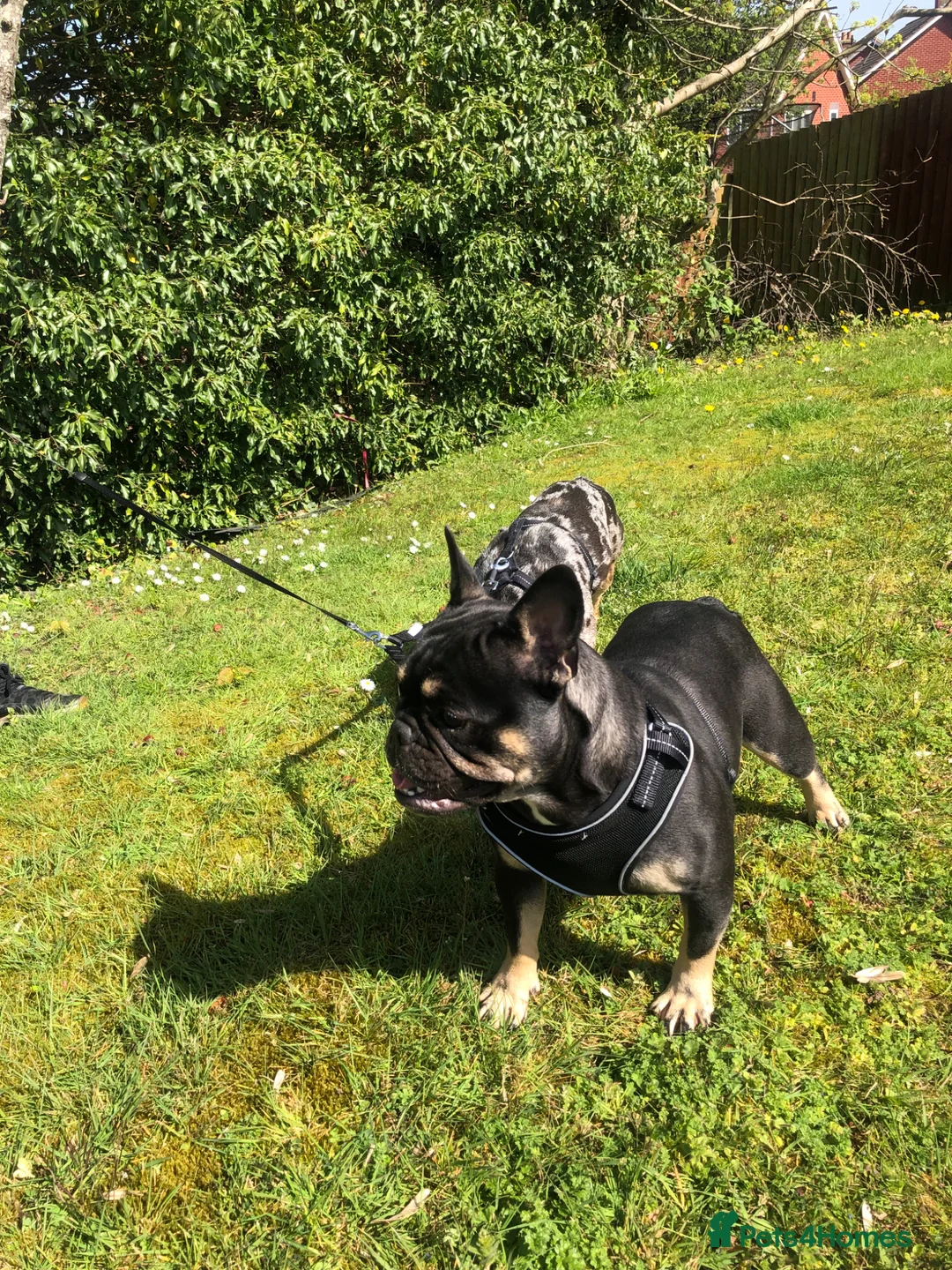 French Bulldog dogs for sale: FRANKIE  - Advert 2