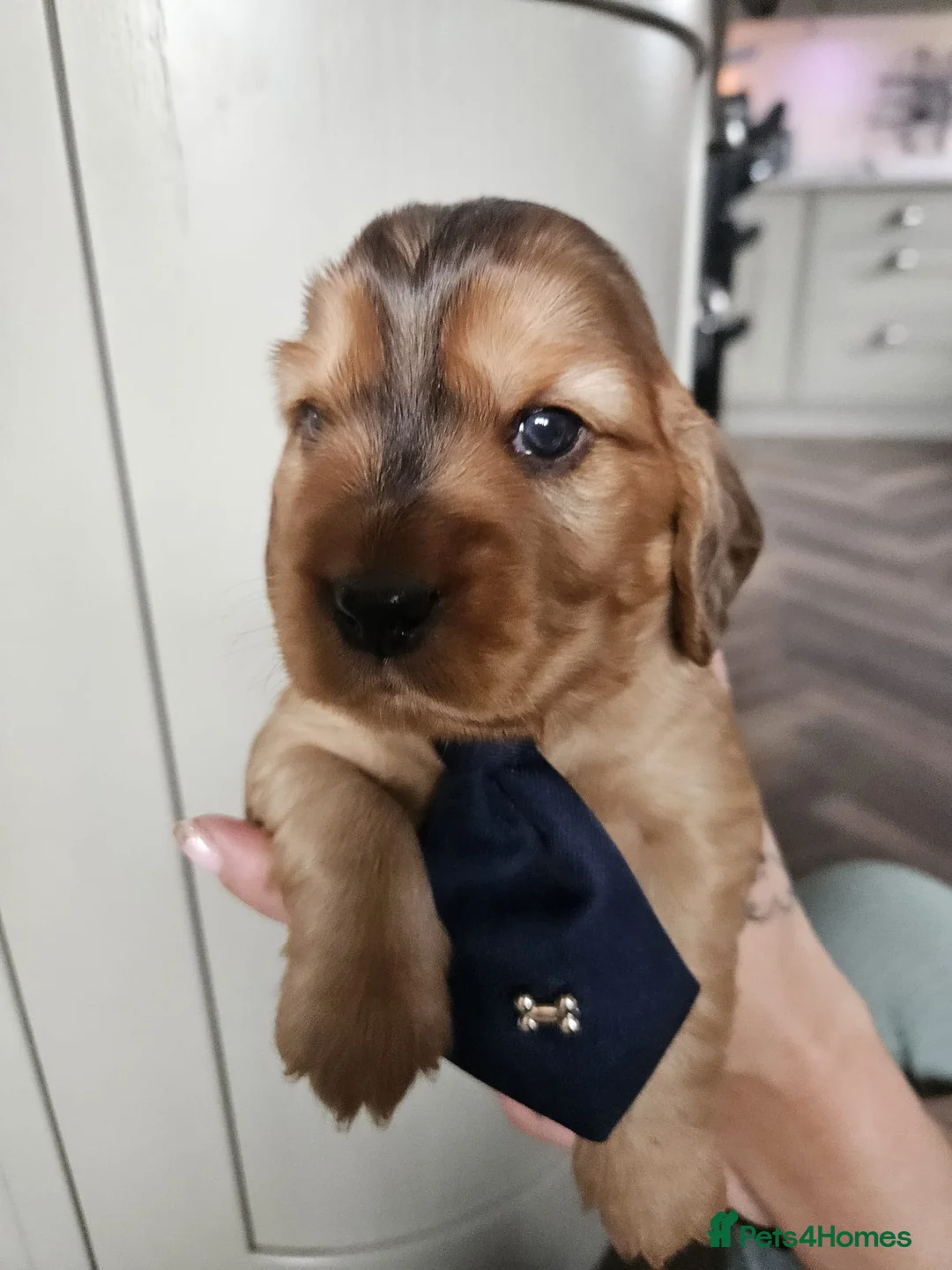 Cocker Spaniel dogs for sale: Show type Simbawood Cocker spaniel puppies  - Advert 15