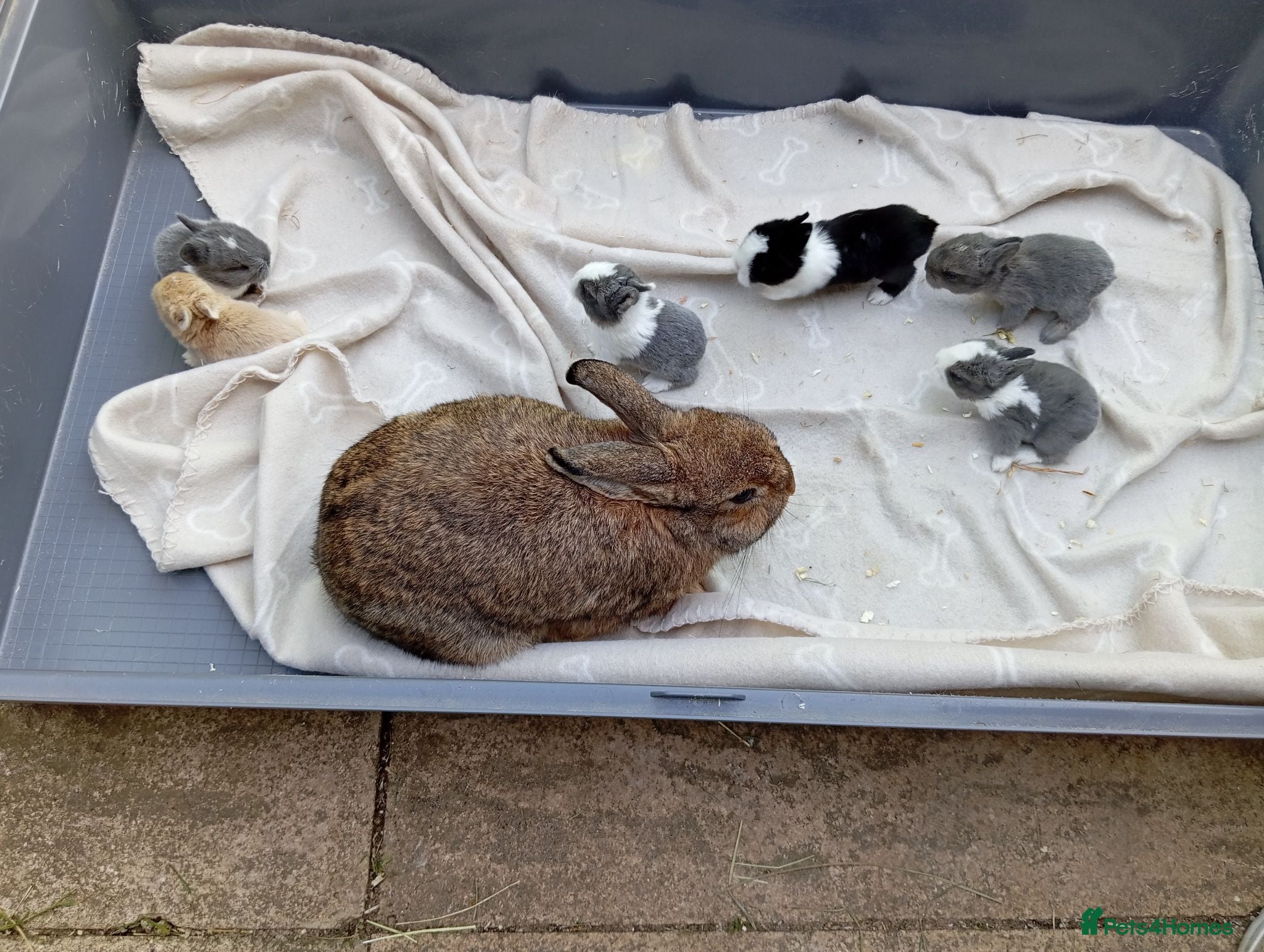 Mixed Breed rabbits Dutch x Netherland dwarf kits + 2lionhead females - Advert 1