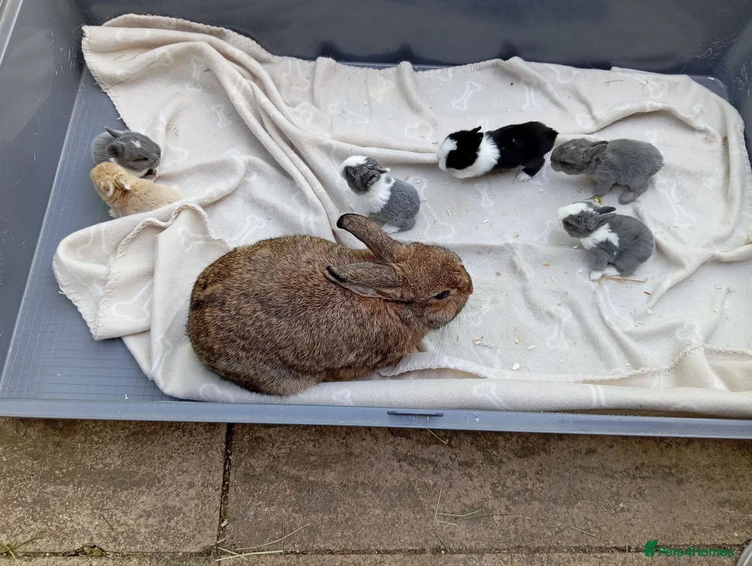 Mixed Breed rabbits for sale: Dutch x Netherland dwarf kits + 2lionhead females - Advert 1