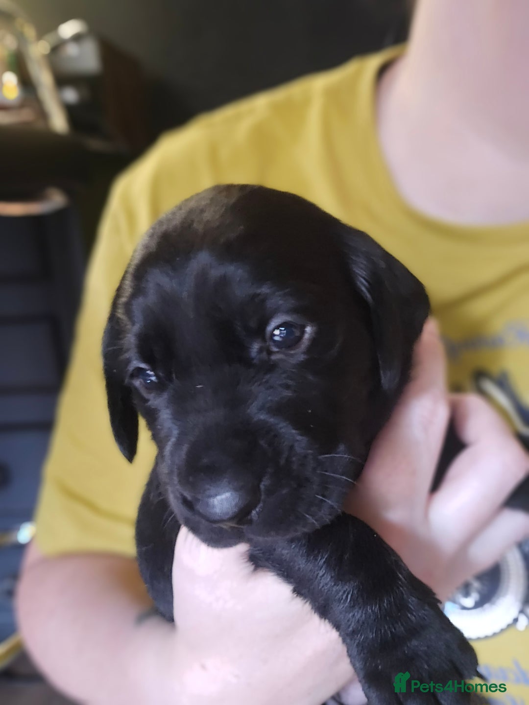 Labrador Retriever dogs for sale: Beautiful Labradors. Ready to go! - Advert 9