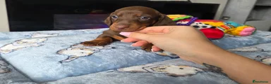 Miniature Dachshund Puppy 3