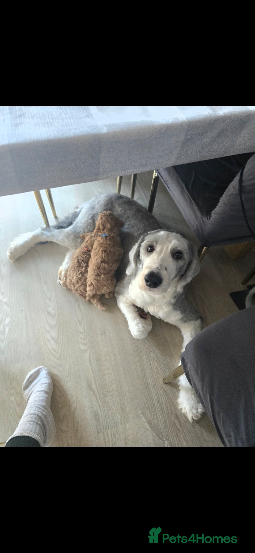 Old English Sheepdog dogs for sale: Old english sheepdog  - Advert 3