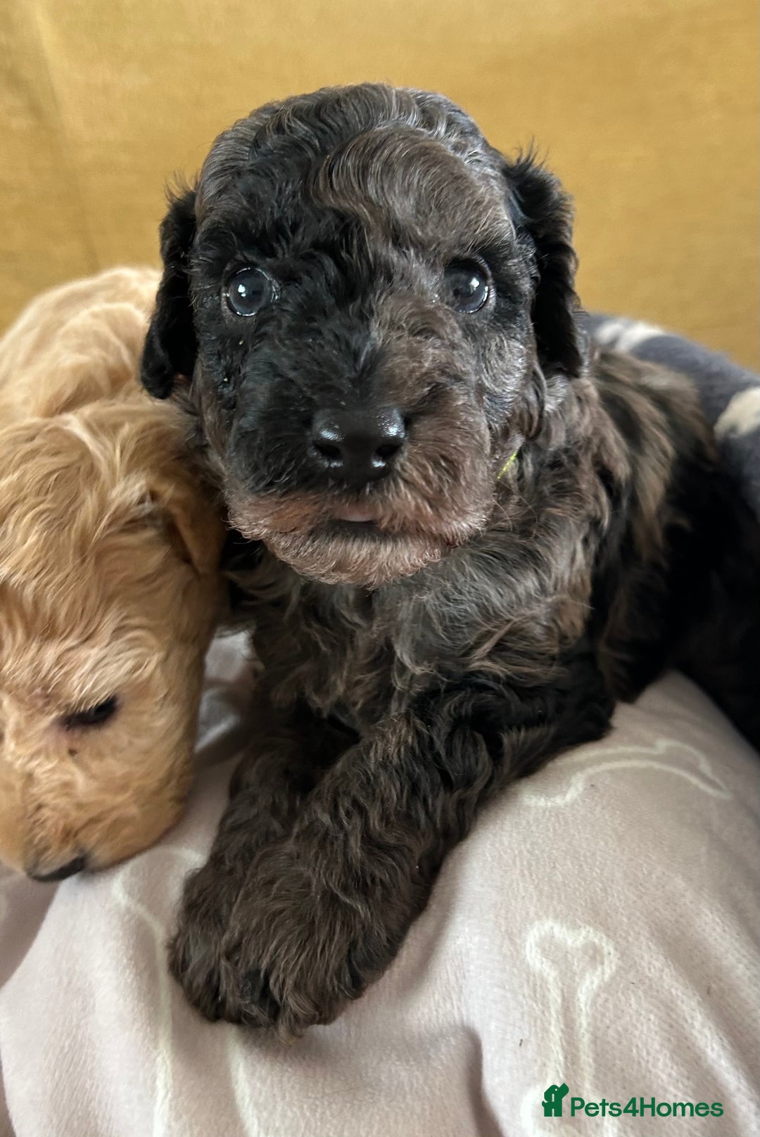 Miniature Poodle dogs for sale: Miniature Poodle Puppies  - Image 13