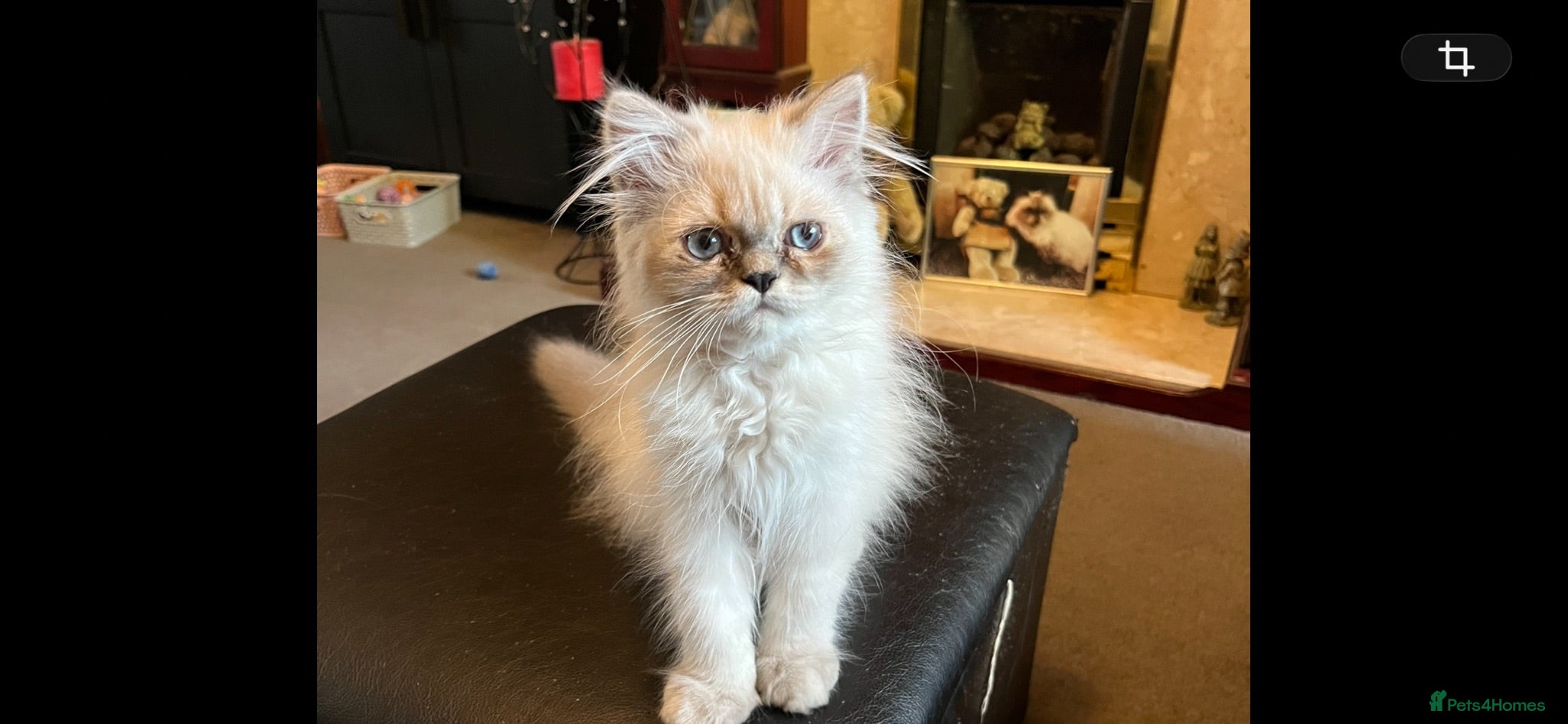 Persian cats Ready Now  Gorgeous blue eyed Himalayan cutie (M)  - Advert 2