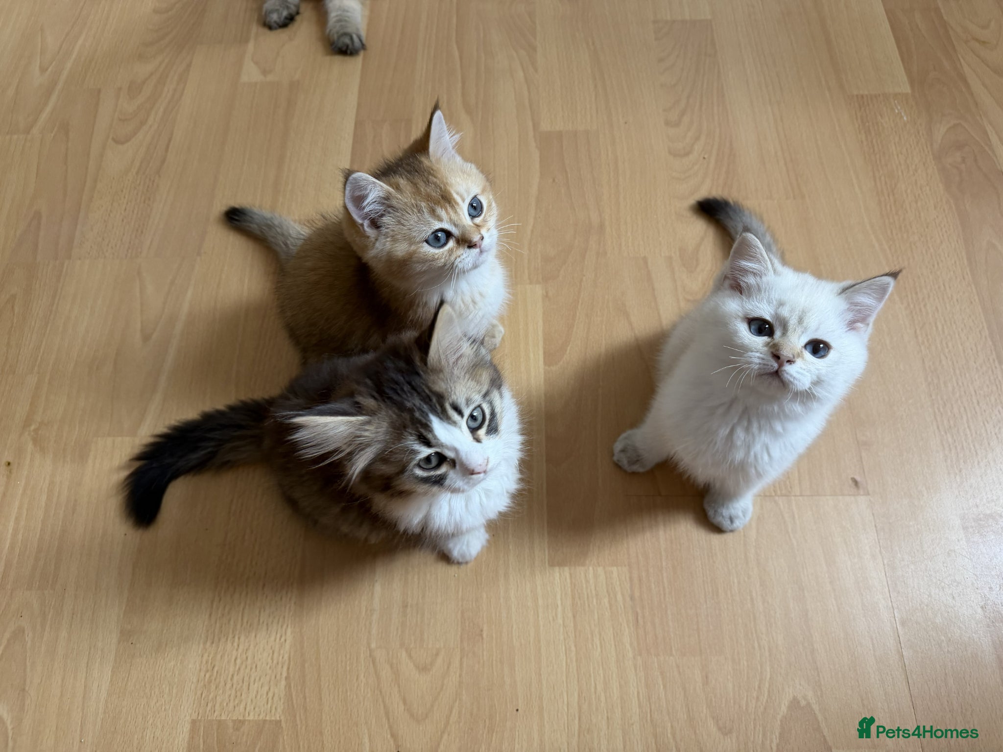 British Shorthair cats for sale: Stunning British shorthair & Longhair kittens - Advert 18
