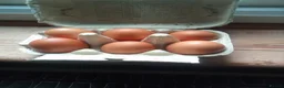 Waterfowl poultry for sale: Hatching eggs for sale - Advert 12
