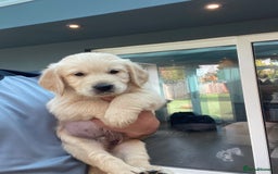 Golden Retriever dogs for sale: 5⭐️ Golden Retriever Puppies - Ready Soon ❤️🐶 - Image 24