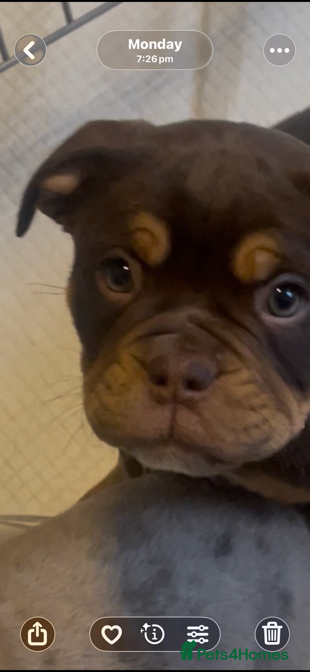 Olde English Bulldogge dogs for sale: Olde English Bulldogs - Advert 34