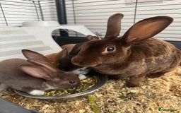 Rex rabbits for sale: Baby rex rabbits  - Image 8