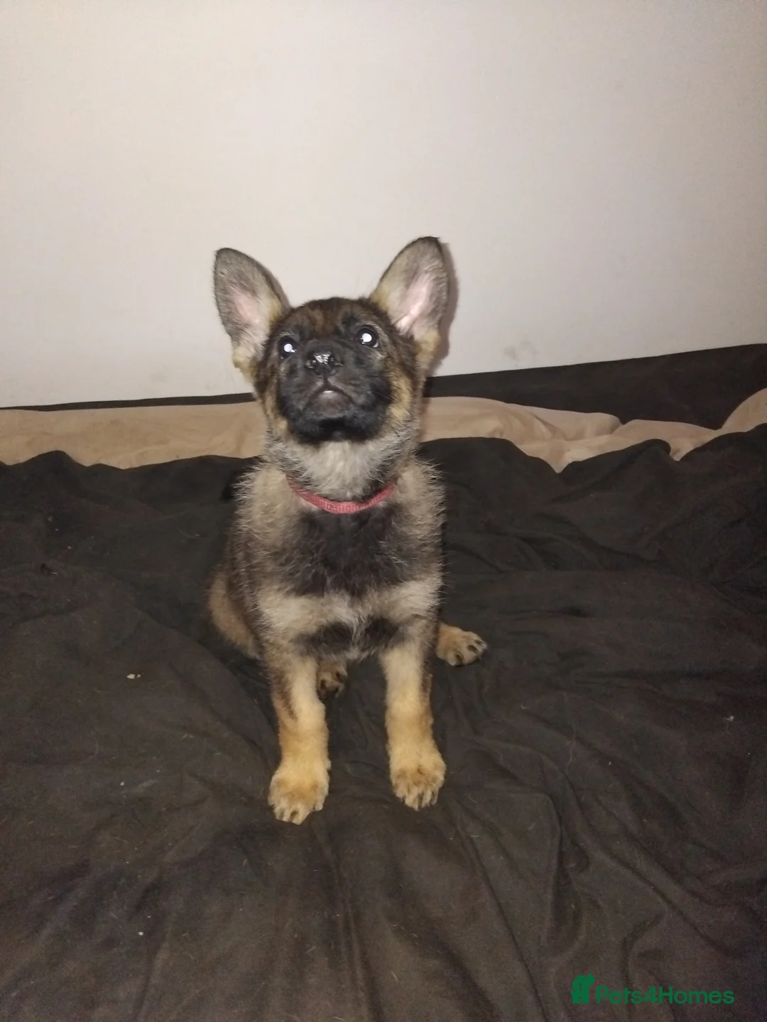 German Shepherd dogs for sale: German shepherd Czech line pups kc registered  - Advert 29