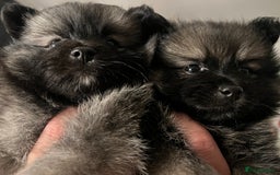 Pomeranian dogs for sale: Beautiful pomeranians in Manchester - Image 22