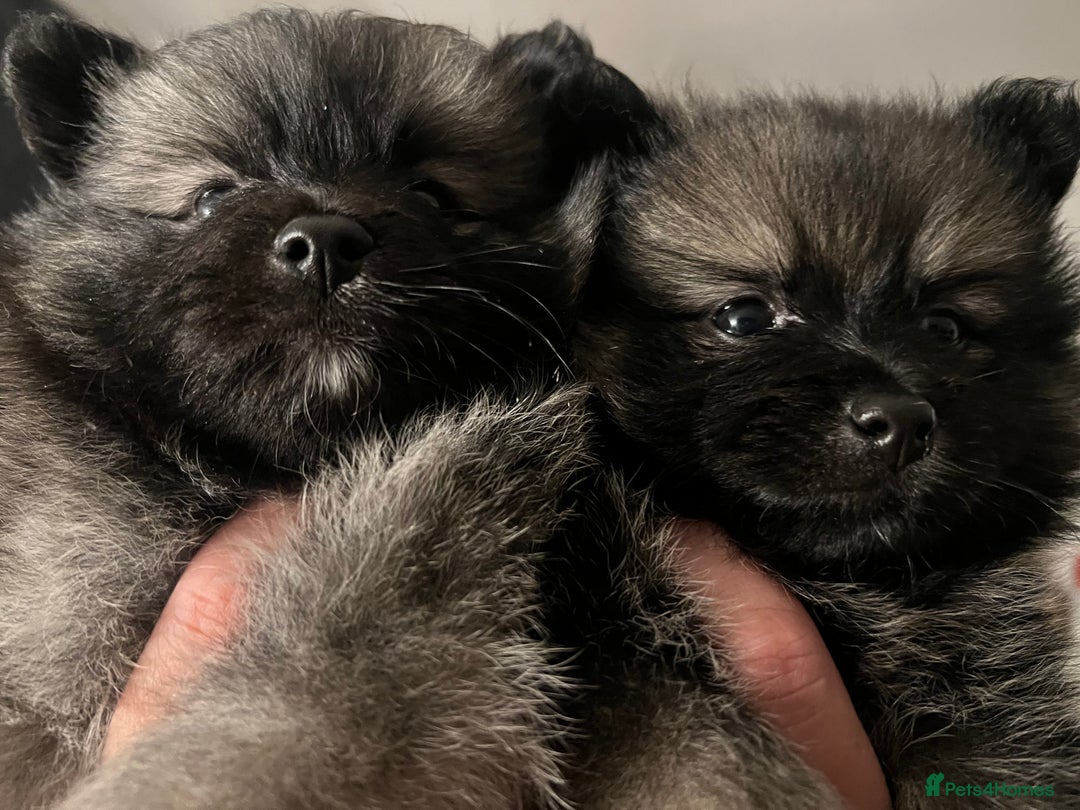 Pomeranian dogs for sale: Beautiful pomeranians in Manchester - Image 22
