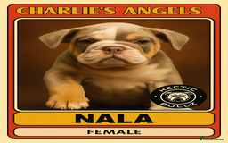 Mixed Breed dogs for sale: ✨ CHARLIE’S ANGELS – BULLDOG GIRLS ✨ - Image 3