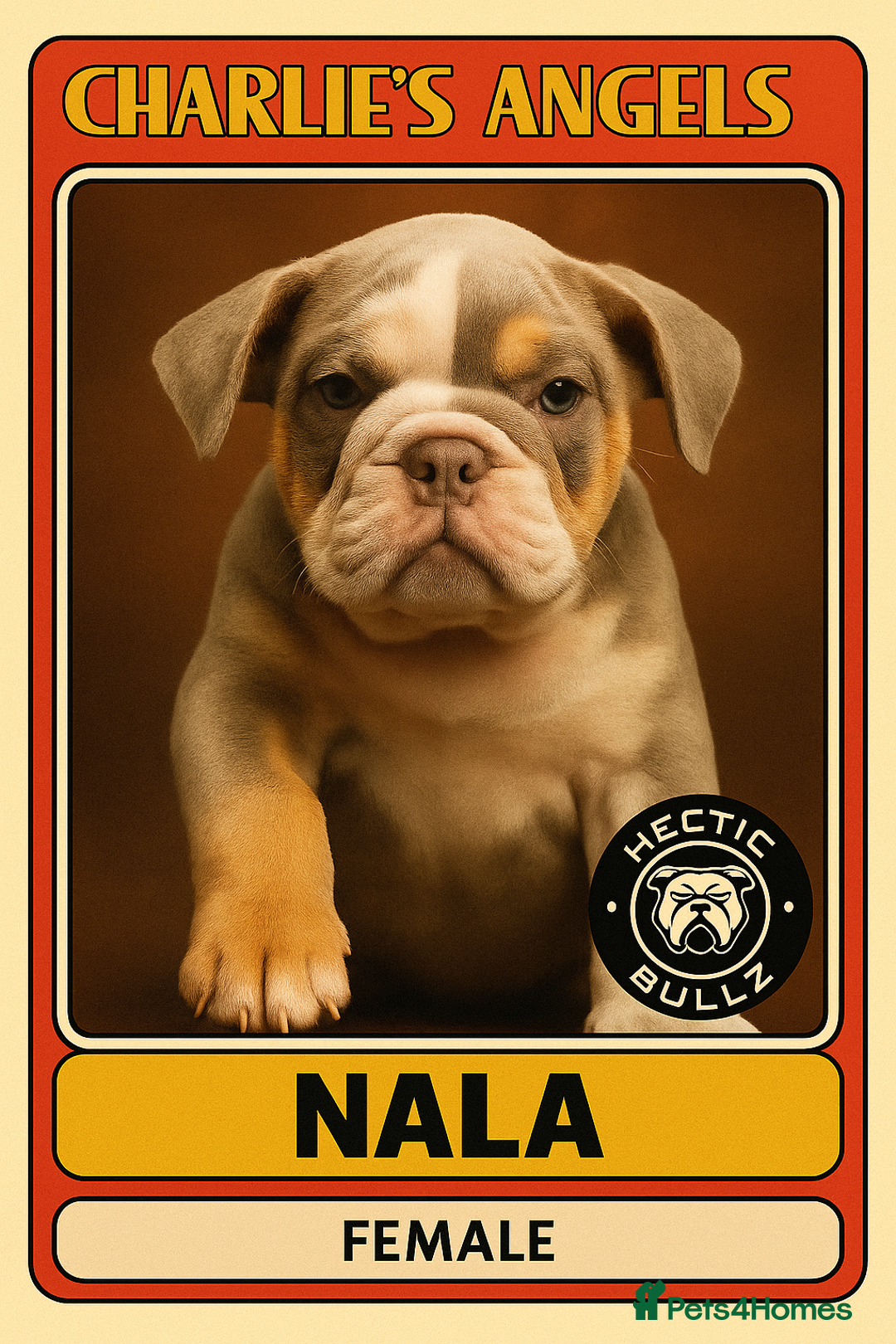 Mixed Breed dogs for sale: ✨ CHARLIE’S ANGELS – BULLDOG GIRLS ✨ - Image 3