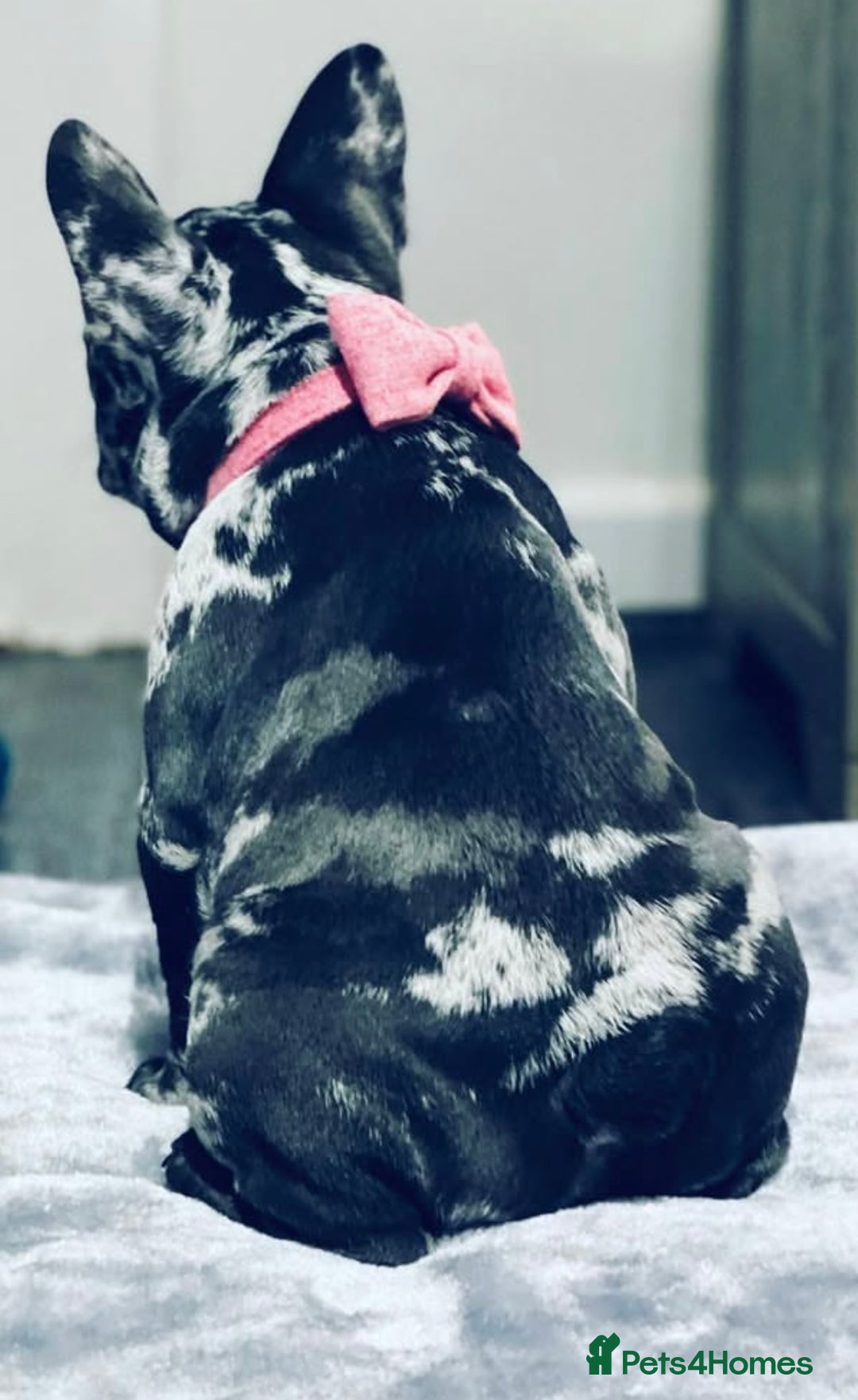 French Bulldog dogs for sale: Dottie French bulldog girl  - Image 16