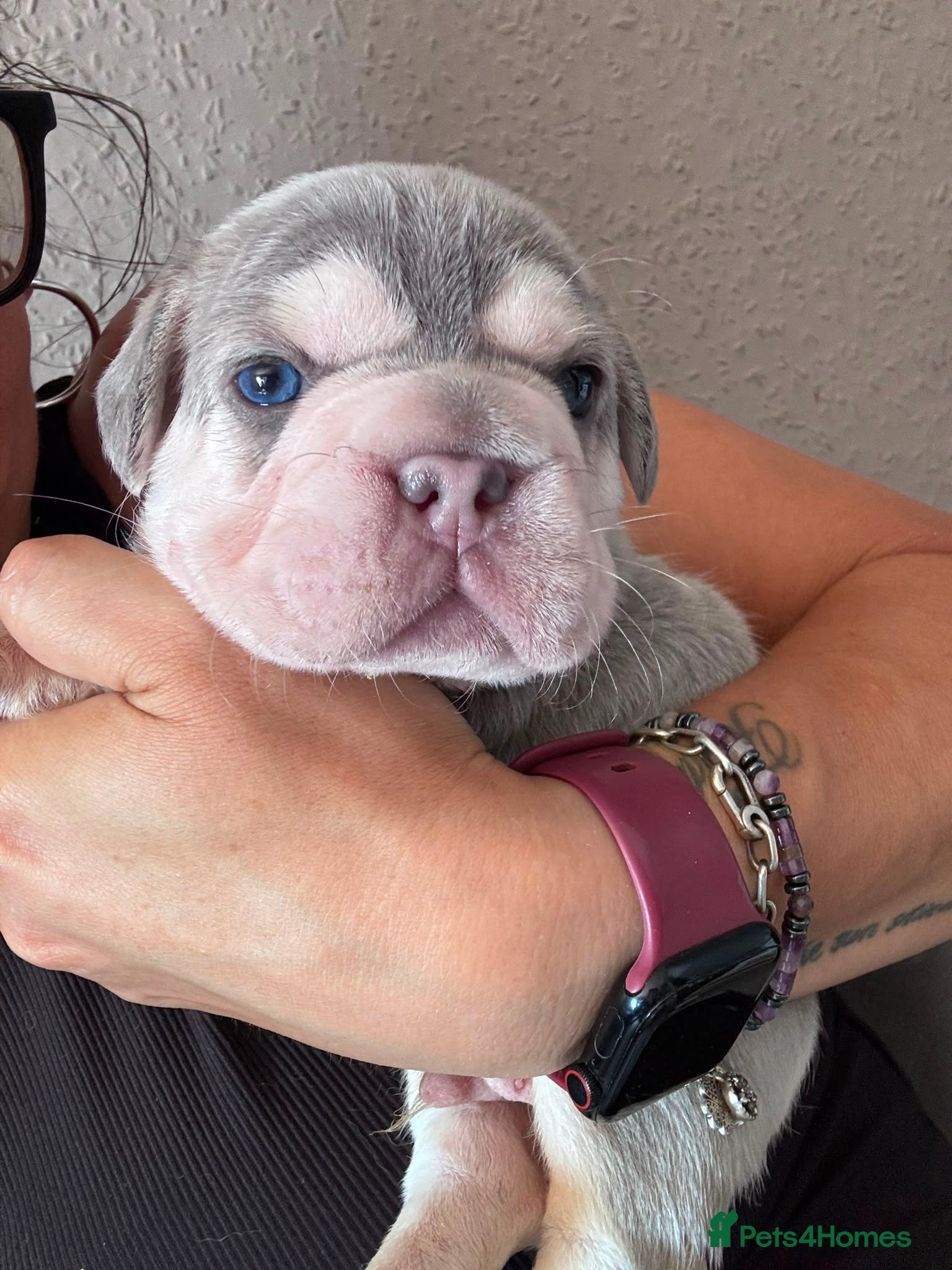 French Bulldog dogs French bulldog puppies  - Advert 5